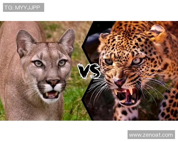 塞拉亚与美洲狮的激烈对决揭示足球魅力与团队精神的完美结合